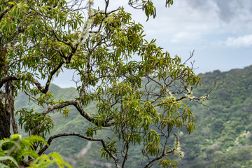 Santalum freycinetianum, the forest sandalwood, Freycinet sandalwood, or ʻIliahi, European mistletoe family, Santalaceae. Mauʻumae Ridge Trail (Puʻu Lanipō), Honolulu, Oahu, Hawaii. Koʻolau Range