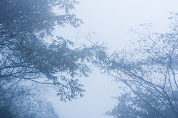 秋の山　霧に覆われた木々03