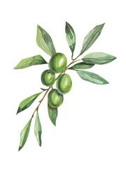 Olive branch with green olives. Watercolor botanical illustration isolated on white 
