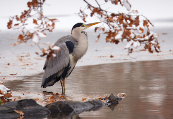 A grey heron, Ardea cinerea stands perfectly still by a frozen pond in Prague Stromovka, appearing almost suspended in time amid the quiet winter landscape.