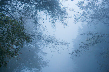 秋の山　霧に覆われた木々16