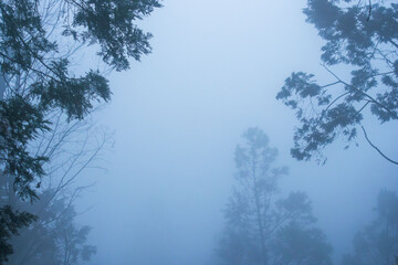 秋の山　霧に覆われた木々09