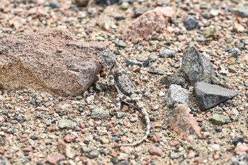 Salamander around colorful stones