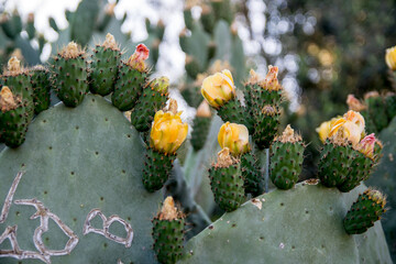 Blooming Prickly Pear Cactus Flowers &ndash; Close-Up Yellow Blossoms