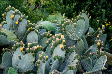 Blooming Prickly Pear Cactus Flowers &ndash; Close-Up Yellow Blossoms