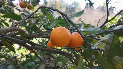 Close view of fresh citrus fruit growing on branches with green leaves in daylight.