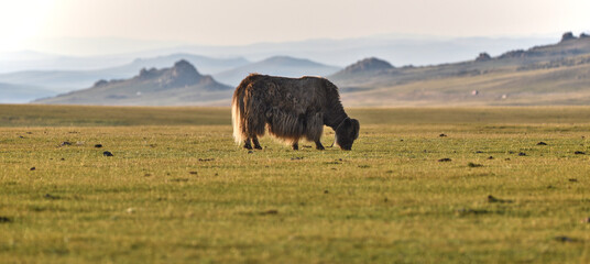 Fototapeta premium Yak on a meadow in stunning landscape