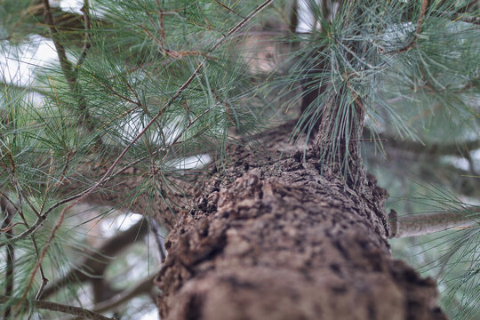Pine tree trunk with green needles looking up