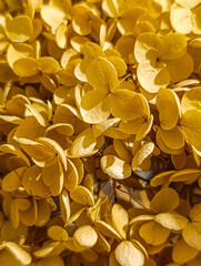 Background with hydrangea flower detail