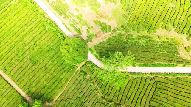 Tea Plantation. Lush Green Terraces. Azores, Sao Miguel Island. Portugal. Aerial Top-Down Overhead View. Drone Moves Forward
