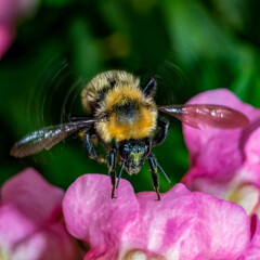 Bee and Flower