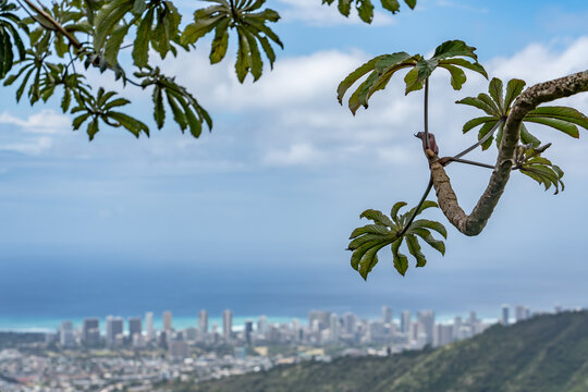 Cecropia obtusifolia is a species of plant in the family Urticaceae.  Mauʻumae Ridge Trail (Puʻu Lanipō), Honolulu, Oahu, Hawaii. Koʻolau Range(windward shield volcano). 