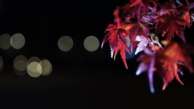 Tokyo, Japan - November 26, 2025: Red maple leaves at night