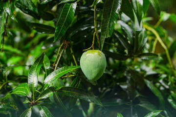 Green mango on tree