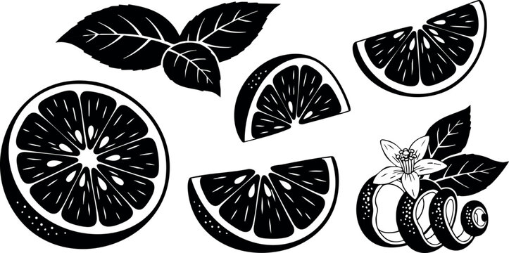 Black and white lemon slices with leaves and flower vector illustration