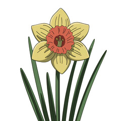 Daffodil flower clipart. Cartoon illustration isolated on white background.