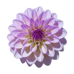 Dahlia flower clipart. Cartoon illustration isolated on white background.