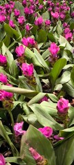 Bright pink ginger flowers. Flowering plant.