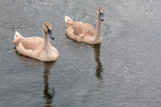 Young swans.The mute swan is a very large white waterbird. It has a long S-shaped neck, an orange bill with a black base and a black knob. It flies with its neck extended and regular, slow wingbeats.