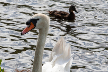 Naklejka premium The mute swan is a very large white waterbird. It has a long S-shaped neck and an orange bill with a black base and a black knob. It flies with its neck extended and regular, slow wingbeats. 