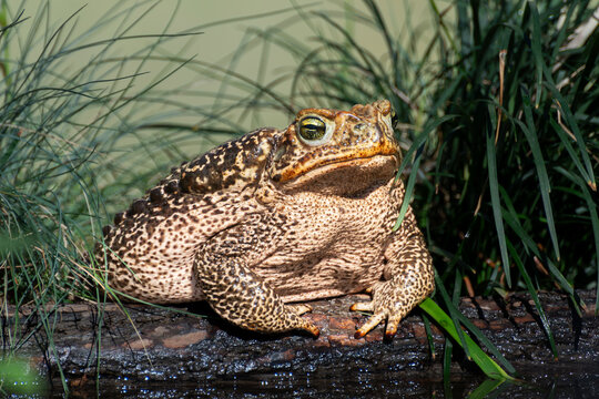 Sapo cururu