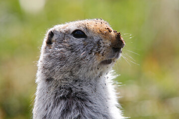 Arctic ground squirrel, dirty after digging the hole, close-up.