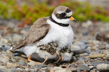 Ringed plover with two small chicks.