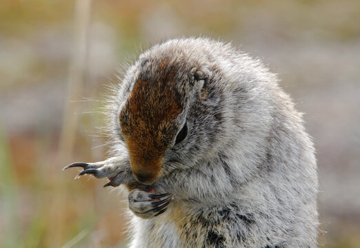 Arctic ground squirrel washing itself.