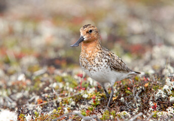 Spoon-billed sandpiper in tundra, summer plumage, close-up.