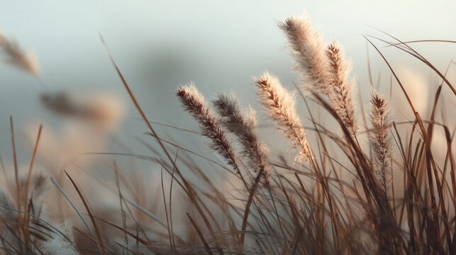 Whispers of Grass: A Serene Landscape with a Soft and Gentle Texture - Powered by Adobe