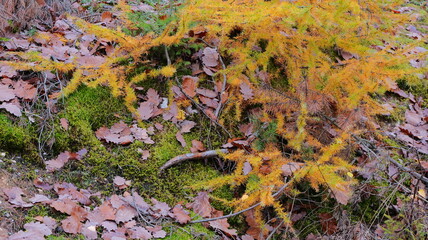Autumn foliage covers a forest floor. Yellowed needles overlay vibrant green moss. Fallen leaves scatter across the scene. Ground cover displays seasonal color. Natural t