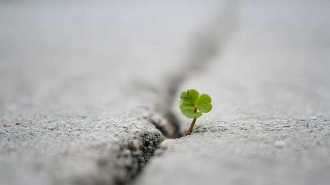 Resilience and Growth: A tiny, vibrant clover emerges triumphantly from a crack in concrete, a poignant symbol of growth, strength, and the enduring power of nature.