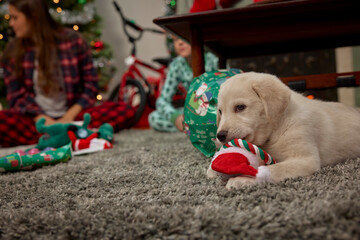 Golden retriever puppy playing with Christmas toy while family celebrates holiday morning at home
