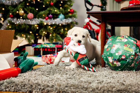 White Labrador puppy playing with Santa Claus toy under decorated Christmas tree with wrapped presents