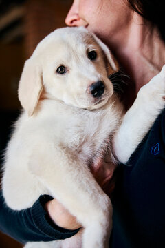 Woman holding adorable yellow Labrador puppy close in a tender embrace at home