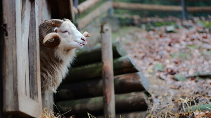 Majestic ram peering through wooden fence. Strong animal portrait. Rural scene. Perfect for farm advertising or animal themed design