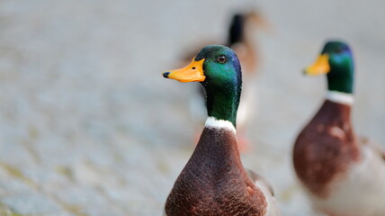 Two male ducks are visible. One is in focus, displaying vibrant plumage. The other is blurred in the background. Their heads are tilted slightly. The backdrop is a muted