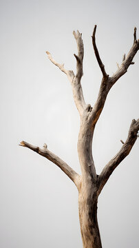 Solitary Elegance of a Bare Tree: The stark silhouette of a solitary tree reaches skyward, its bare branches a testament to resilience and the passage of time.
