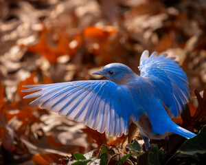 Eastern Bluebird Foraging In Leaf Litter