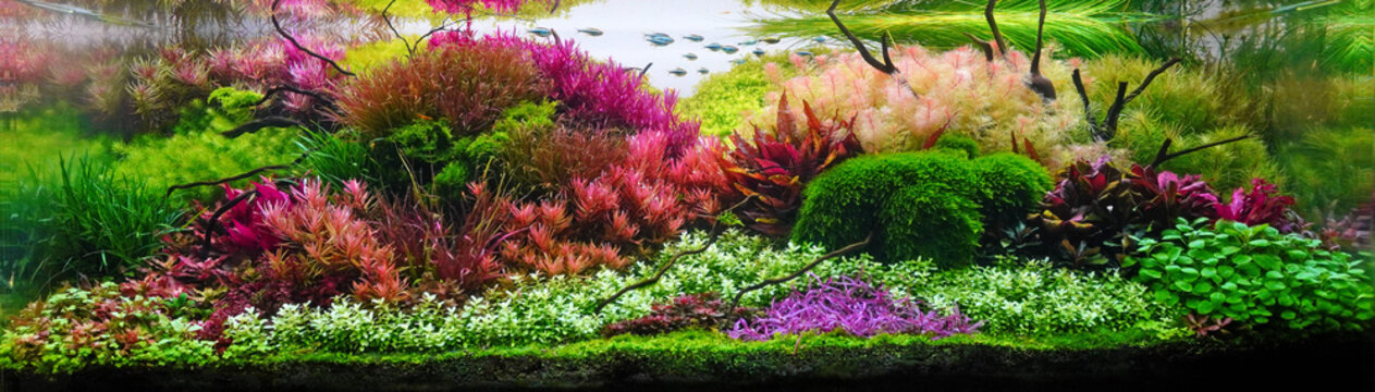 Colorful aquatic plants in aquarium tank with Dutch style aquascaping layout