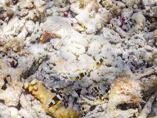 クマノミ, Yellowtail clownfish, Clark's Anemonefish, Amphiprion clarkii, クマノミ亜科, 幼魚
ハタゴイソギンチャク, ハタゴイソギンチャク科,
Giant carpet anemone, Stichodactyla gigantea, 
美しいサンゴ礁と熱帯魚の群れ。
嘉比島沖縄県
島尻郡慶良間諸島座間味島-2025
サンゴの産卵