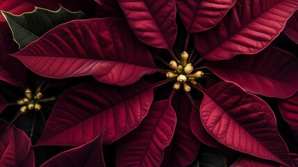Dark burgundy poinsettia flowers close-up with velvet petals and gold center details, botanical beauty