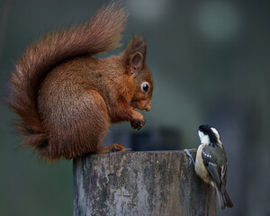 Where Forest Friends Meet - A Beautiful Squirrel and a Gentle Bird Rest Together on a Cut Wood