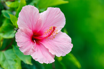 港に咲いた鮮やかなハイビスカス。
座間味島座間味港
沖縄県島尻郡慶良間諸島-2025
沖縄本島から40km西方にある諸島。
大小30以上の島々からなる島嶼群は全体が国立公園に指定されている。
珊瑚礁の海、白い砂浜、緑の山地は世界屈指の美しさ。
多くの貴重な動植物が生息している。
