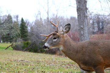 White-tailed deer on forest meadow