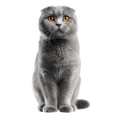 Scottish Fold Cat Sitting with Round Amber Eyes on Transparent Background
