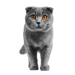 Scottish Fold Cat Sitting with Round Amber Eyes on Transparent Background