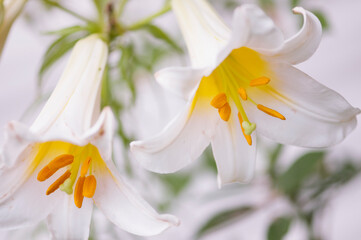 Two pristine white flowers facing opposite directions. White Lilium regale album Flowers and Buds in Summer Garden. Chinese Trumpet Lilies