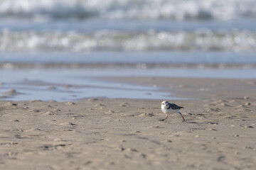 Snowy plover sprinting on sand