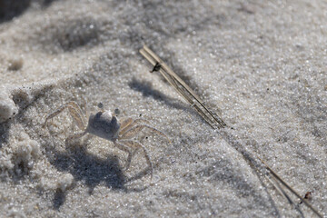 Crab in sand